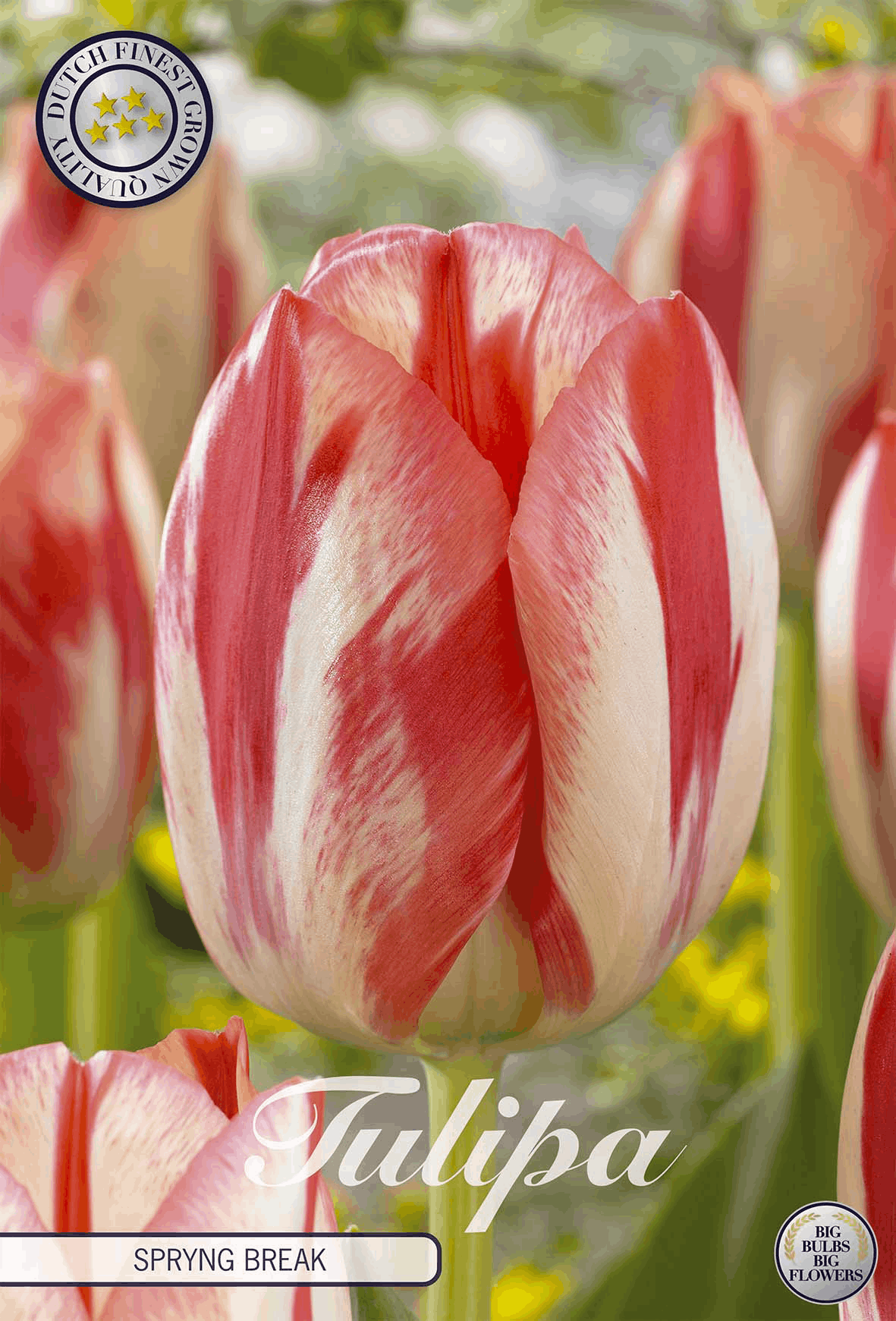 Tulipa Spryng Break - BLOM Garden capper image