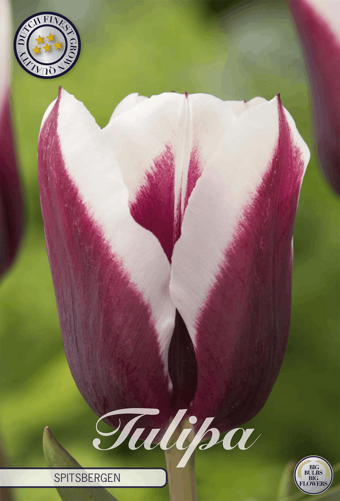 Tulp Spitsbergen