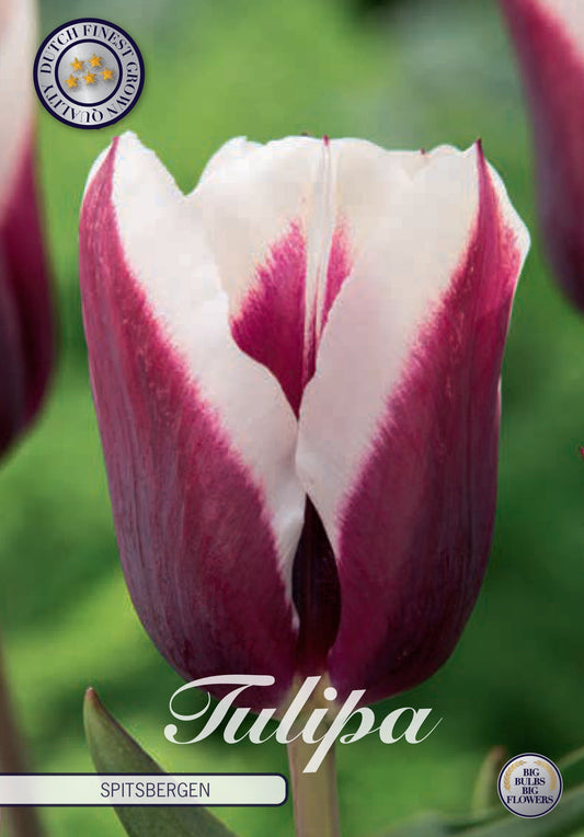 Tulp Spitsbergen