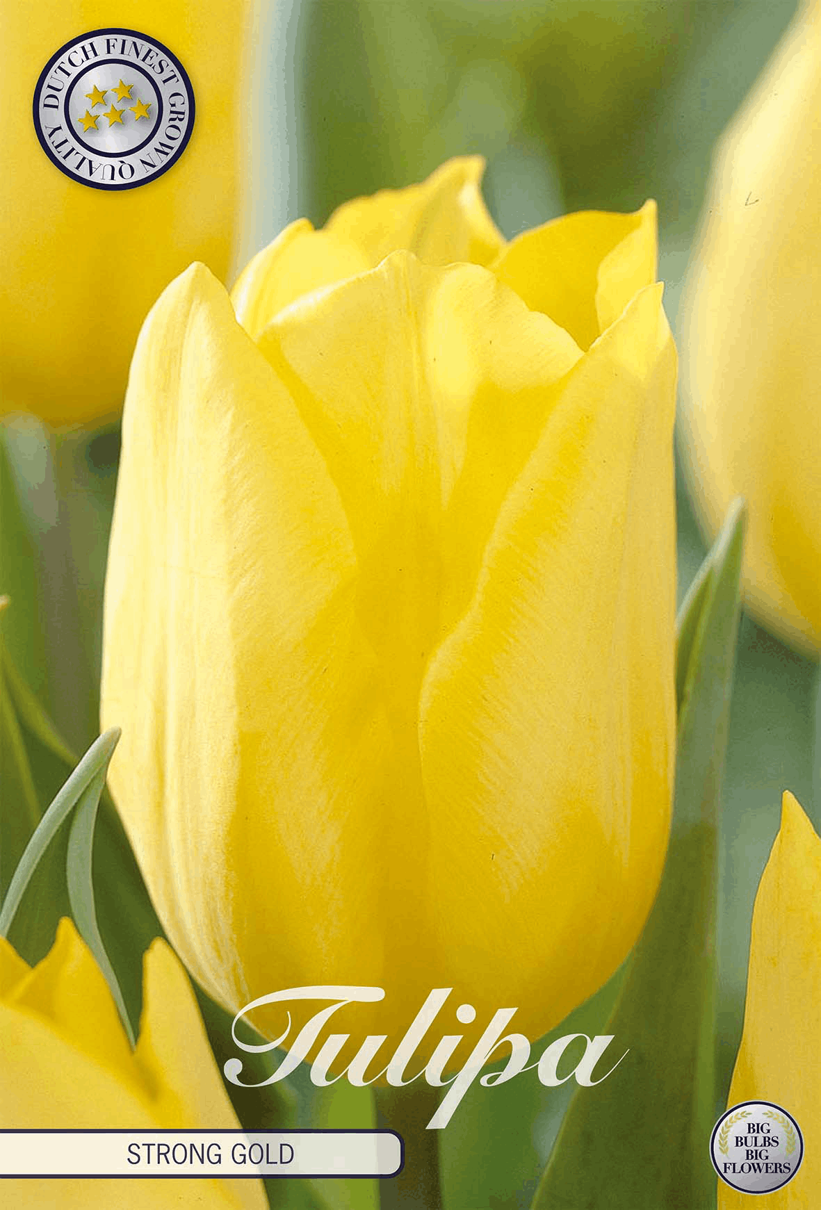 Tulipa Sterk Goud