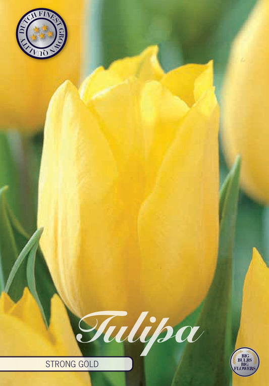 Tulipa Sterk Goud