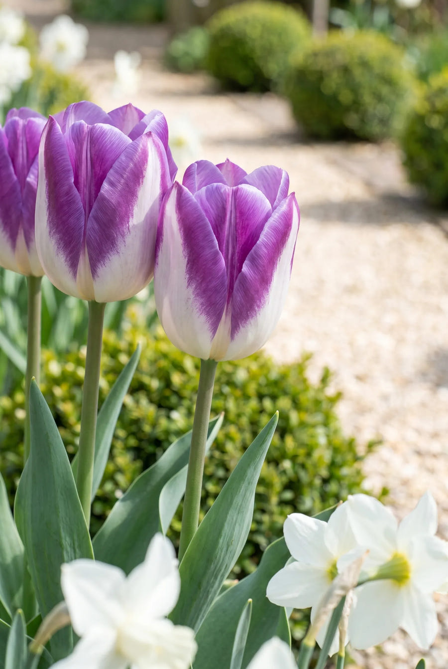 Tulipa Synaeda Blue — close-up van de bloem