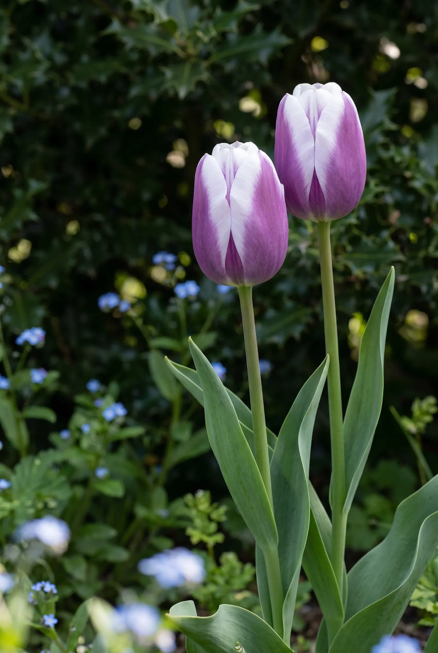 Tulipa Synaeda Blue — sfeerbeeld