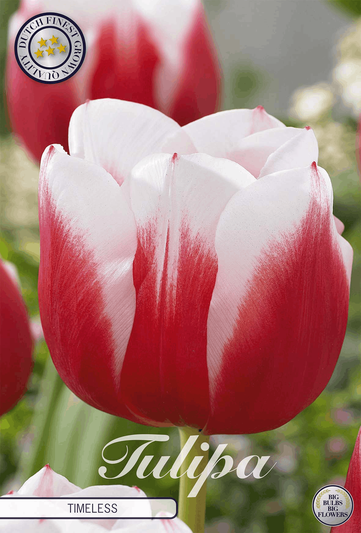Tulp Tijdloos
