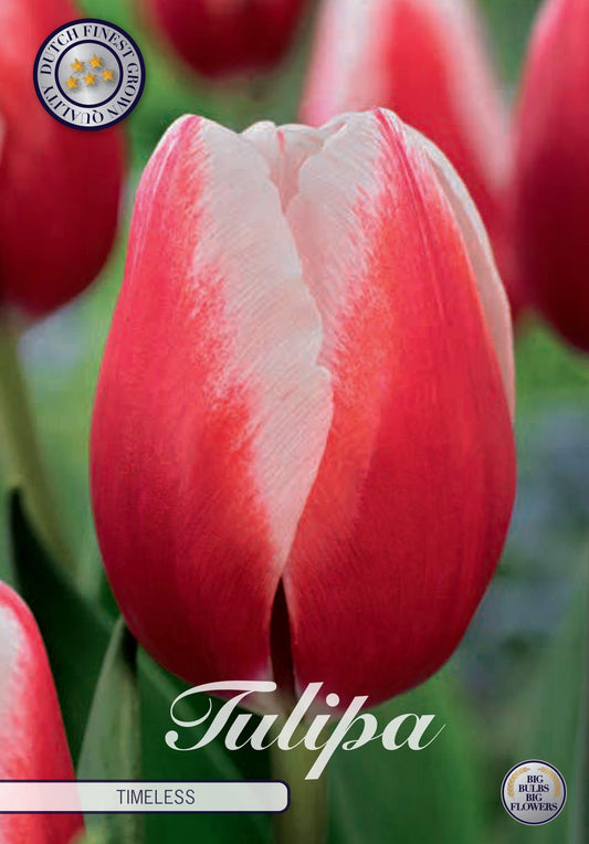 Tulp Tijdloos