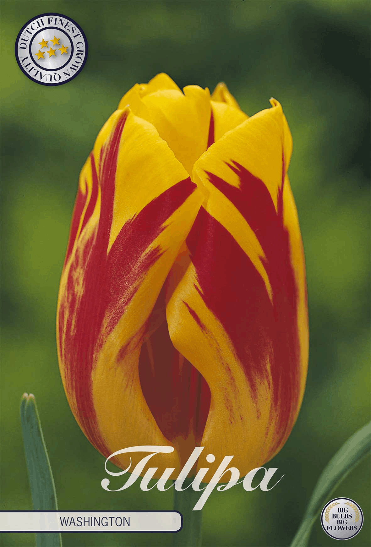 Tulp Washington