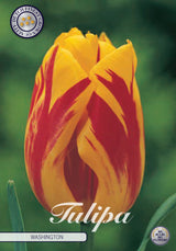 Tulp Washington