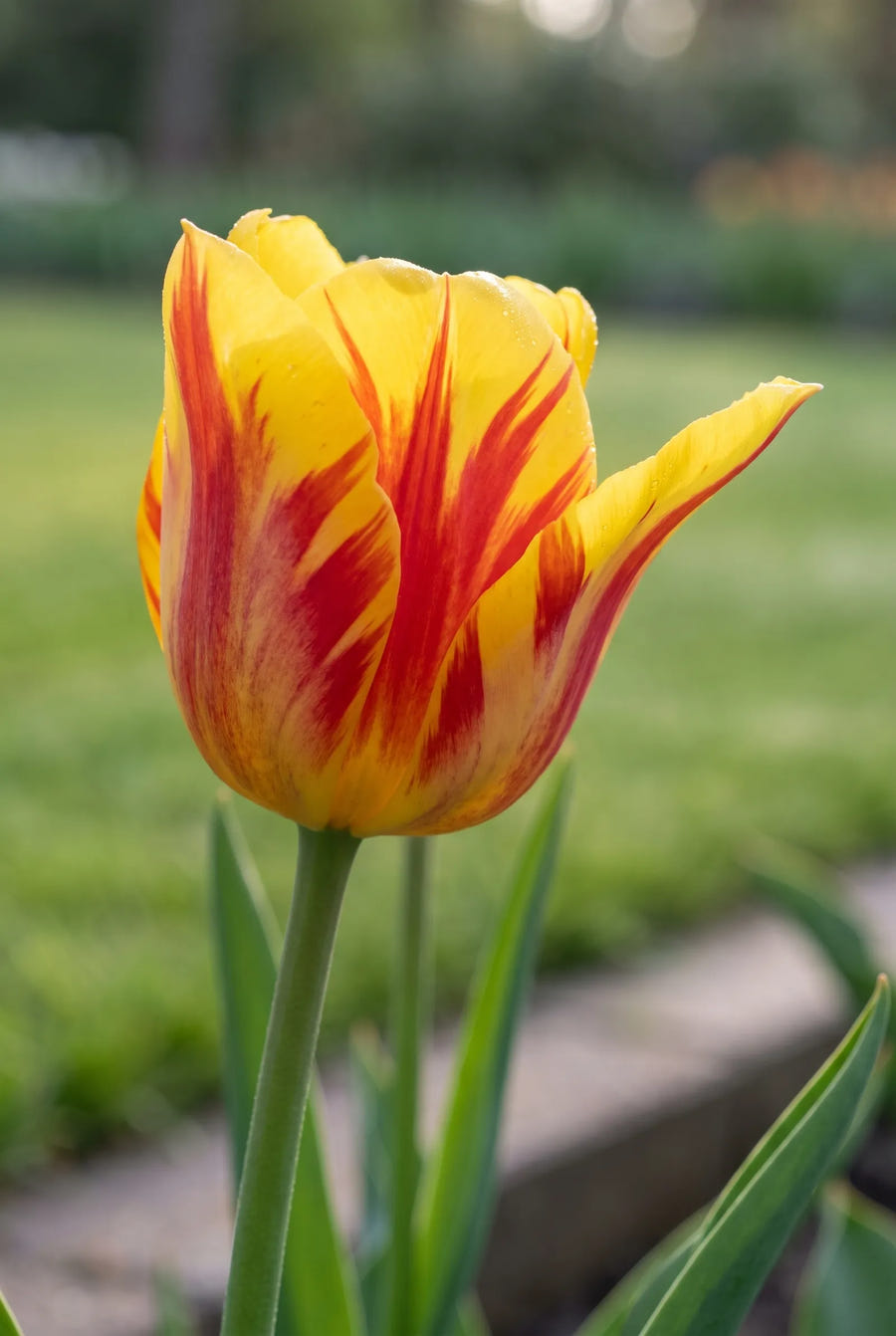Tulipa Washington — sfeerbeeld