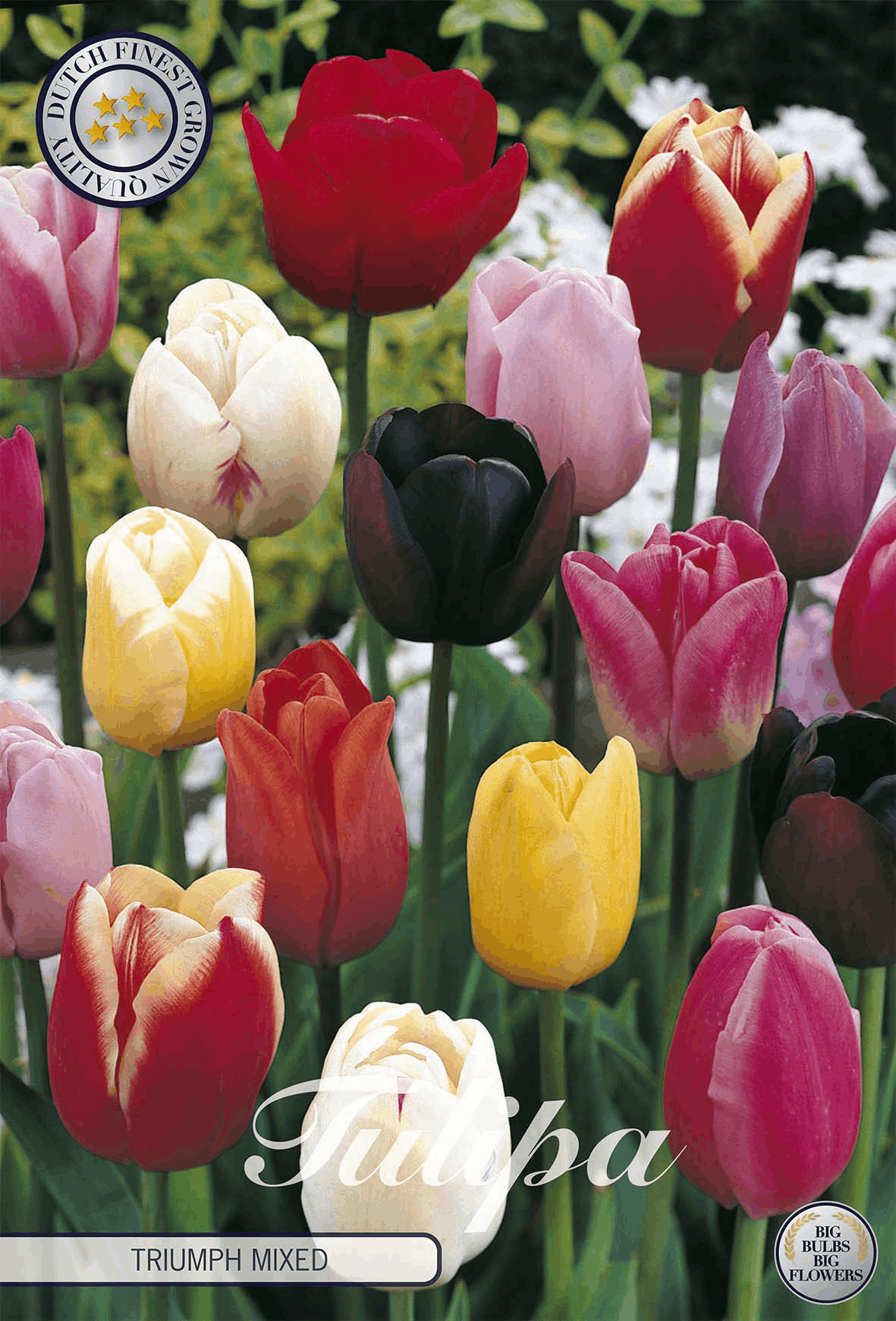 Tulipa Triumph Gemengd