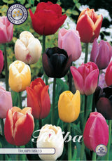 Tulipa Triumph Gemengd