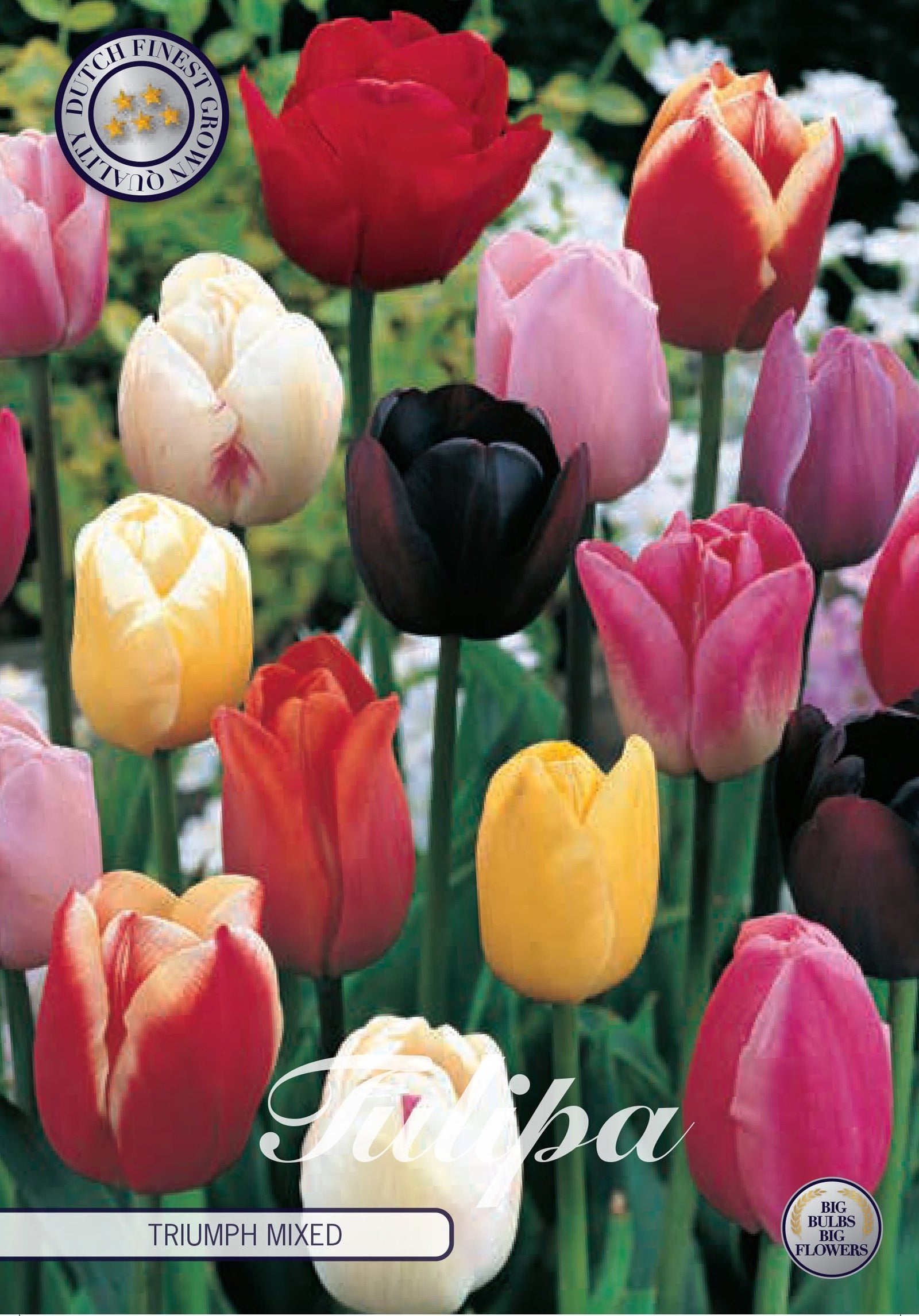 Tulipa Triumph Gemengd