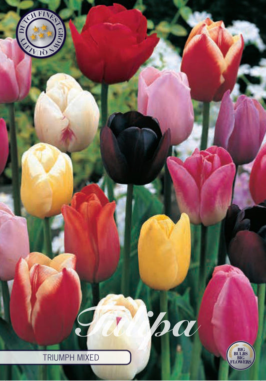 Tulipa Triumph Gemengd