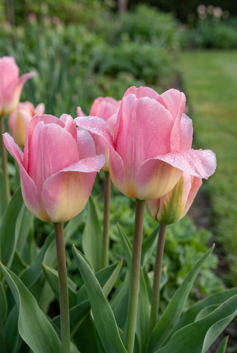 Tulipa Albert Heijn — sfeerbeeld