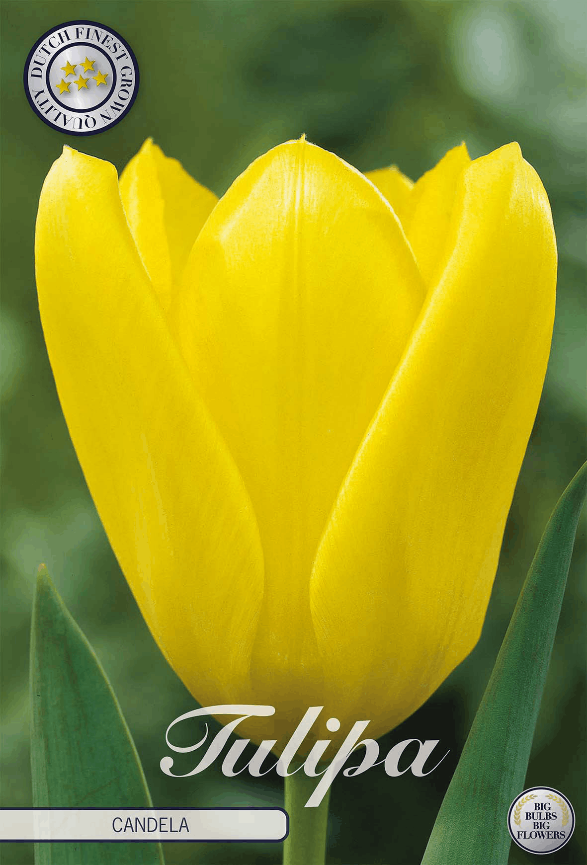Tulp Candela