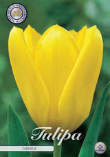 Tulp Candela