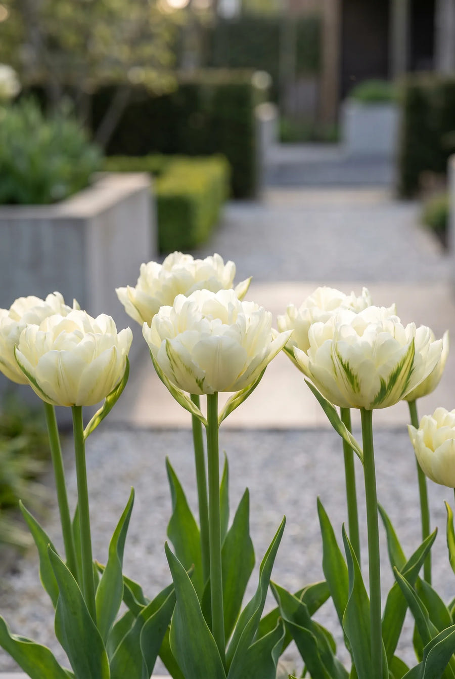Tulipa Exotic Emperor — in de border