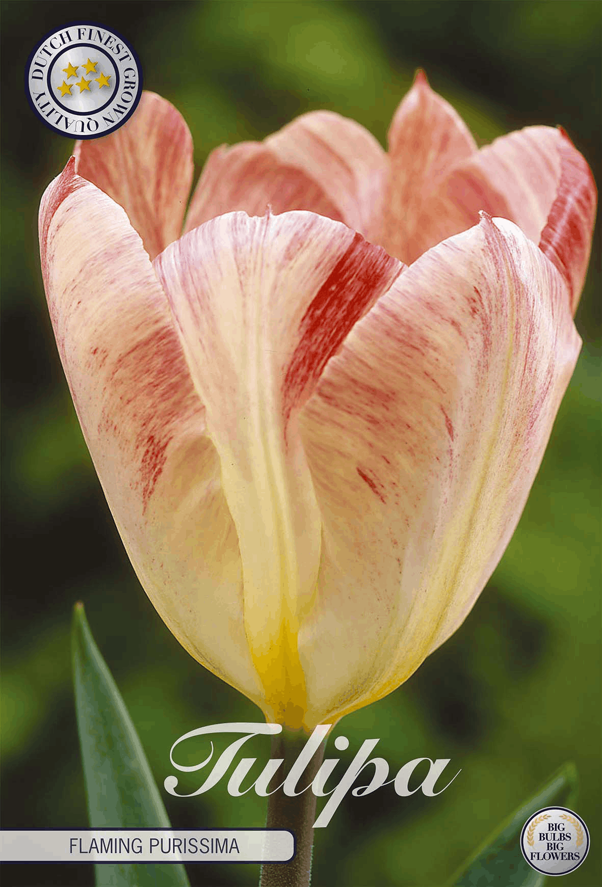 Tulp Vlammende Purissima
