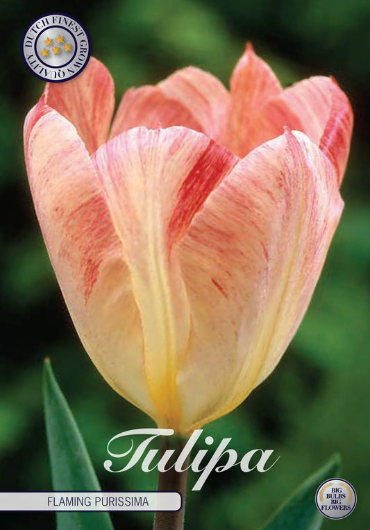 Tulp Vlammende Purissima