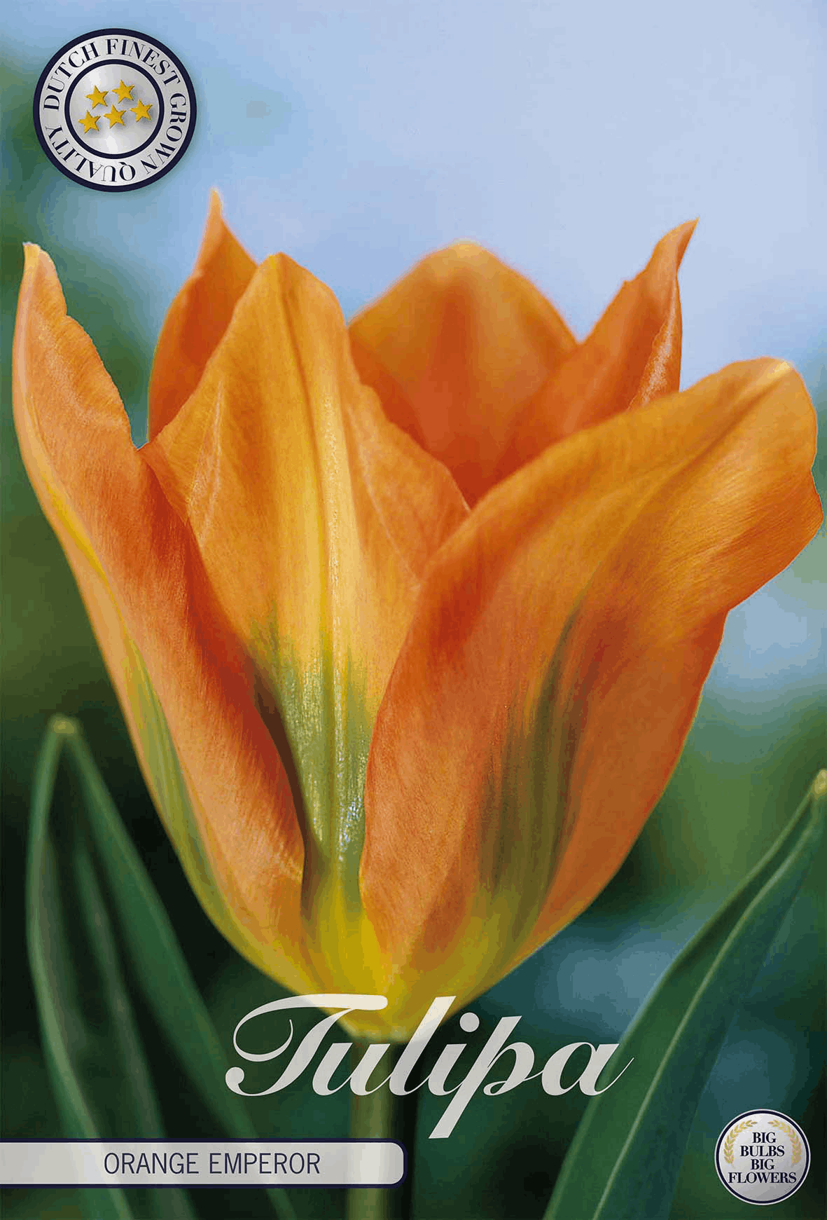 Tulipa Oranje Keizer
