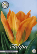 Tulipa Oranje Keizer