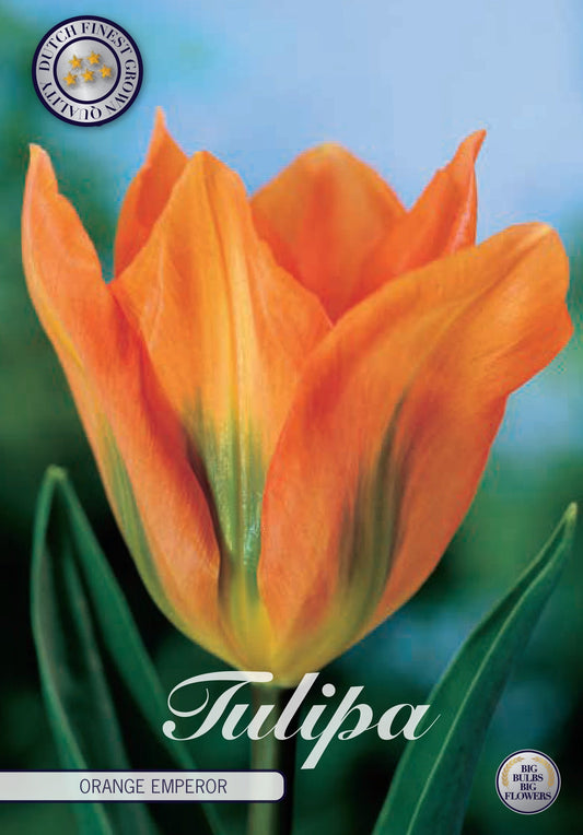 Tulipa Oranje Keizer