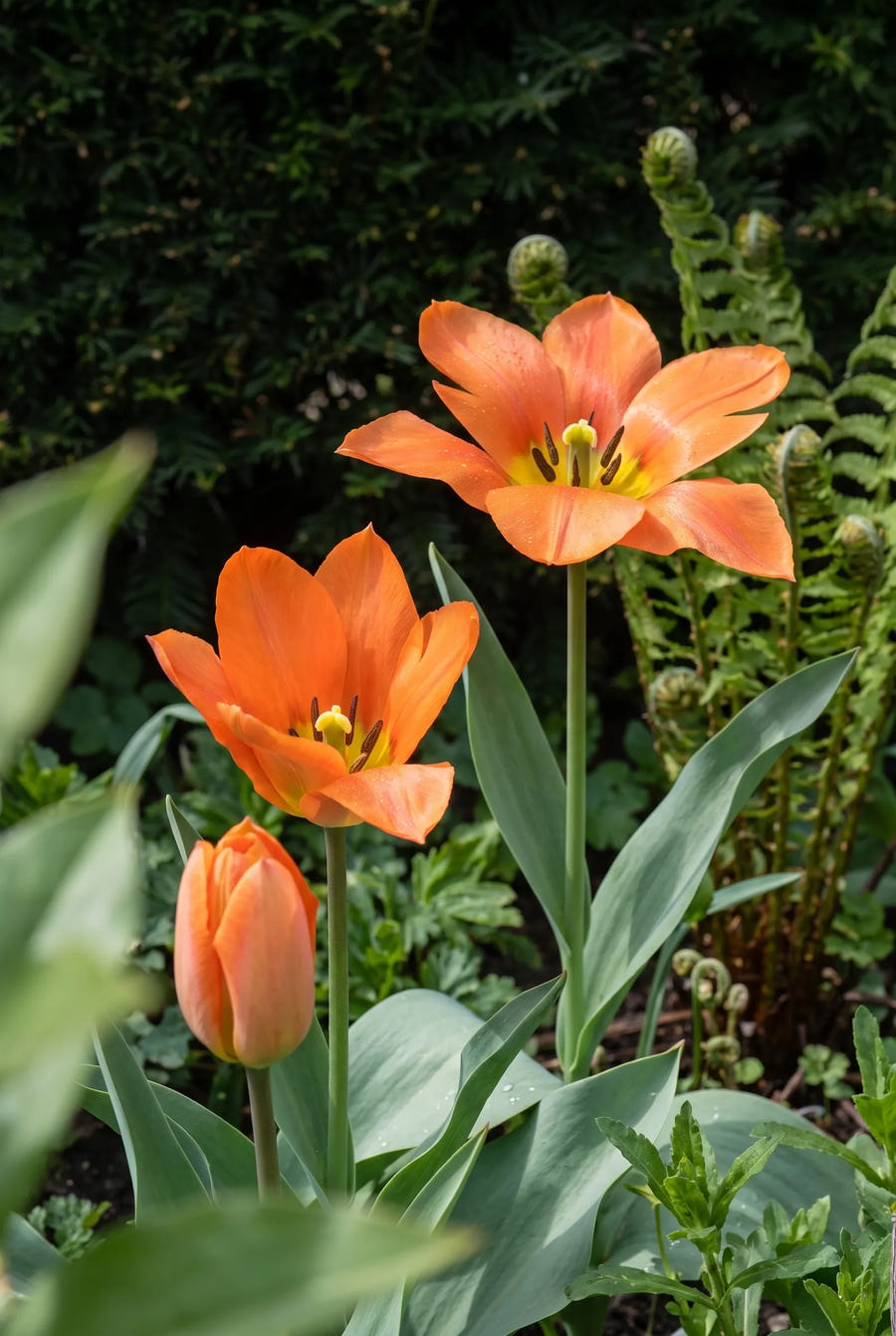 Tulipa Orange Emperor — sfeerbeeld