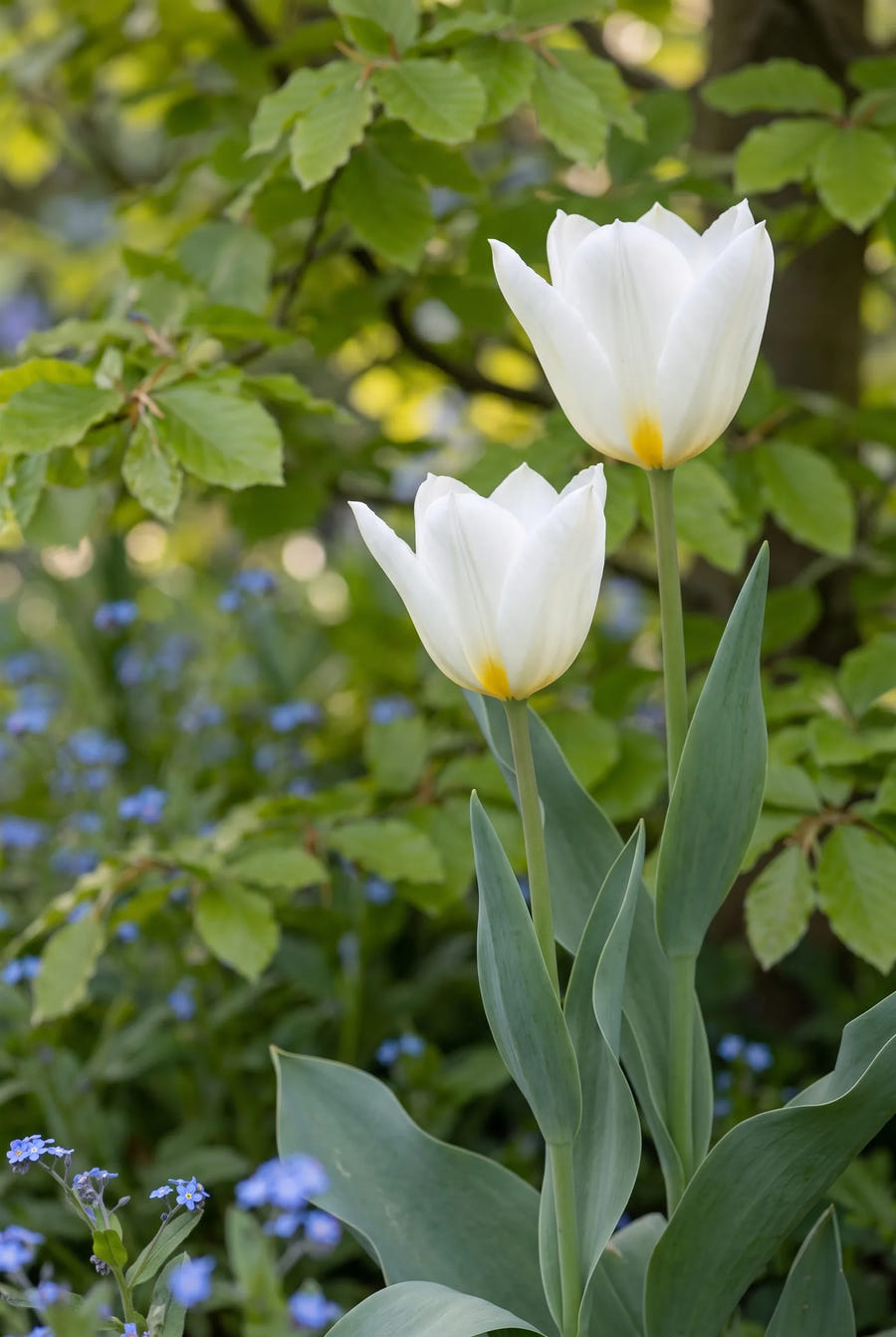 Tulipa Purissima — sfeerbeeld
