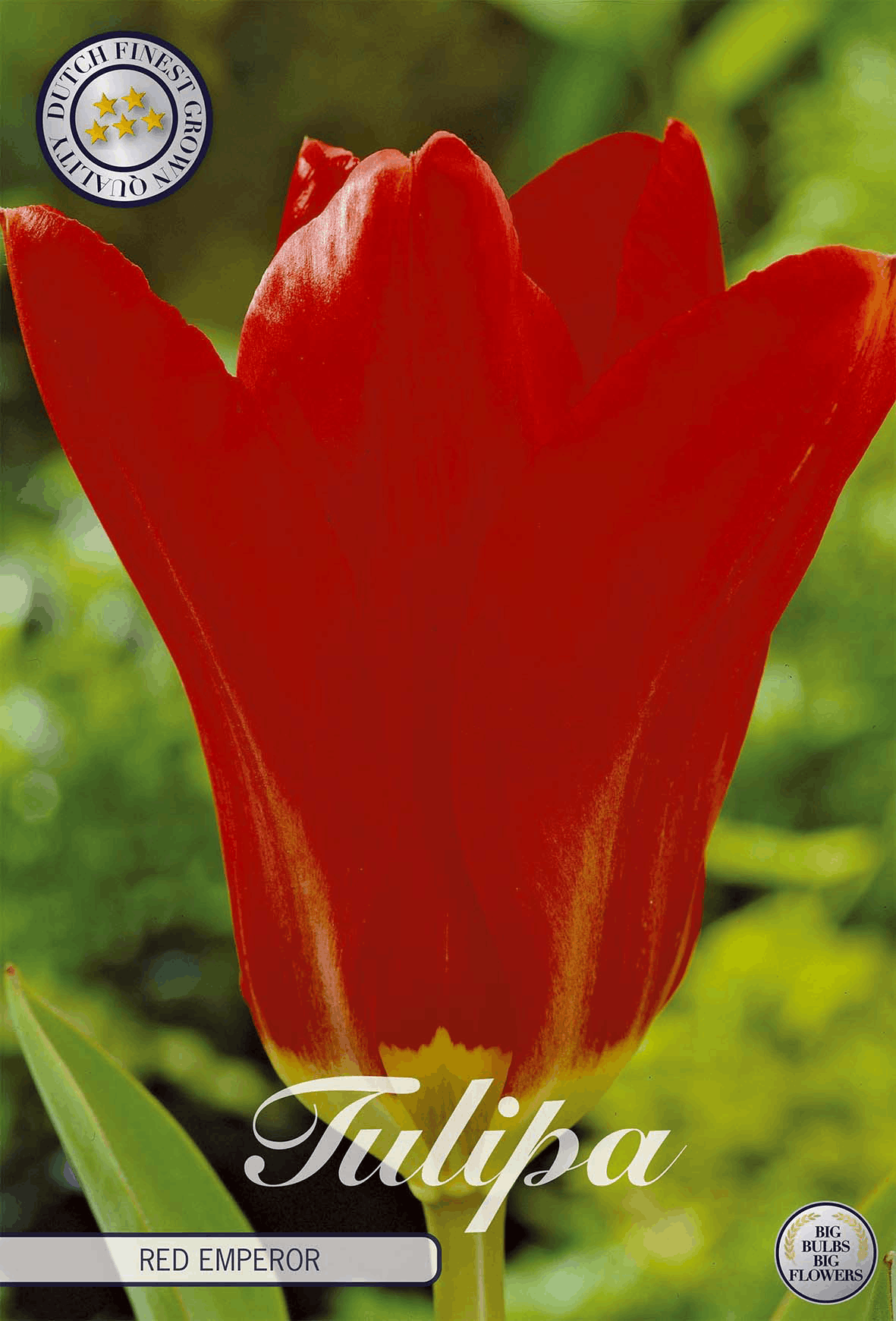 Tulipa Rode Keizer