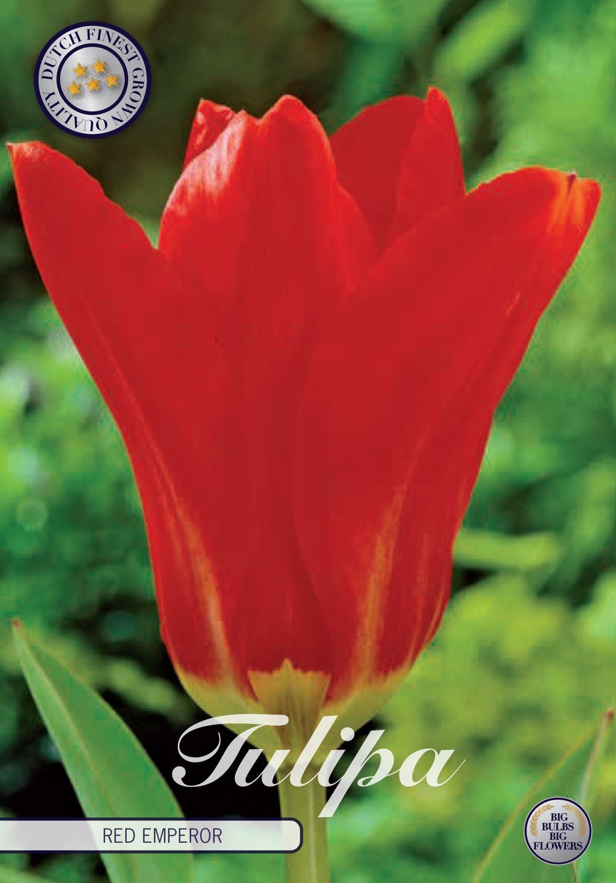 Tulipa Rode Keizer
