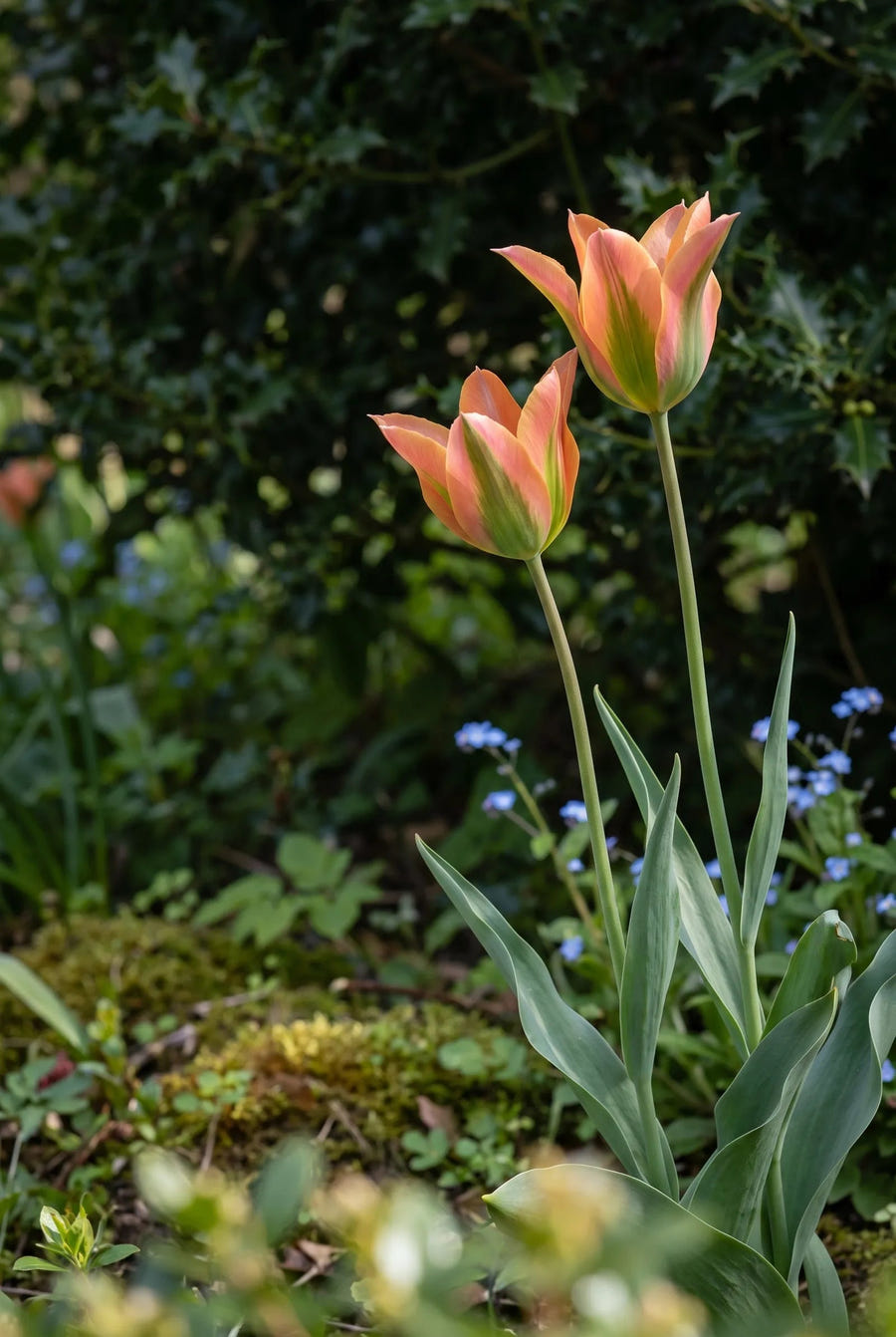 Tulipa Artist — sfeerbeeld
