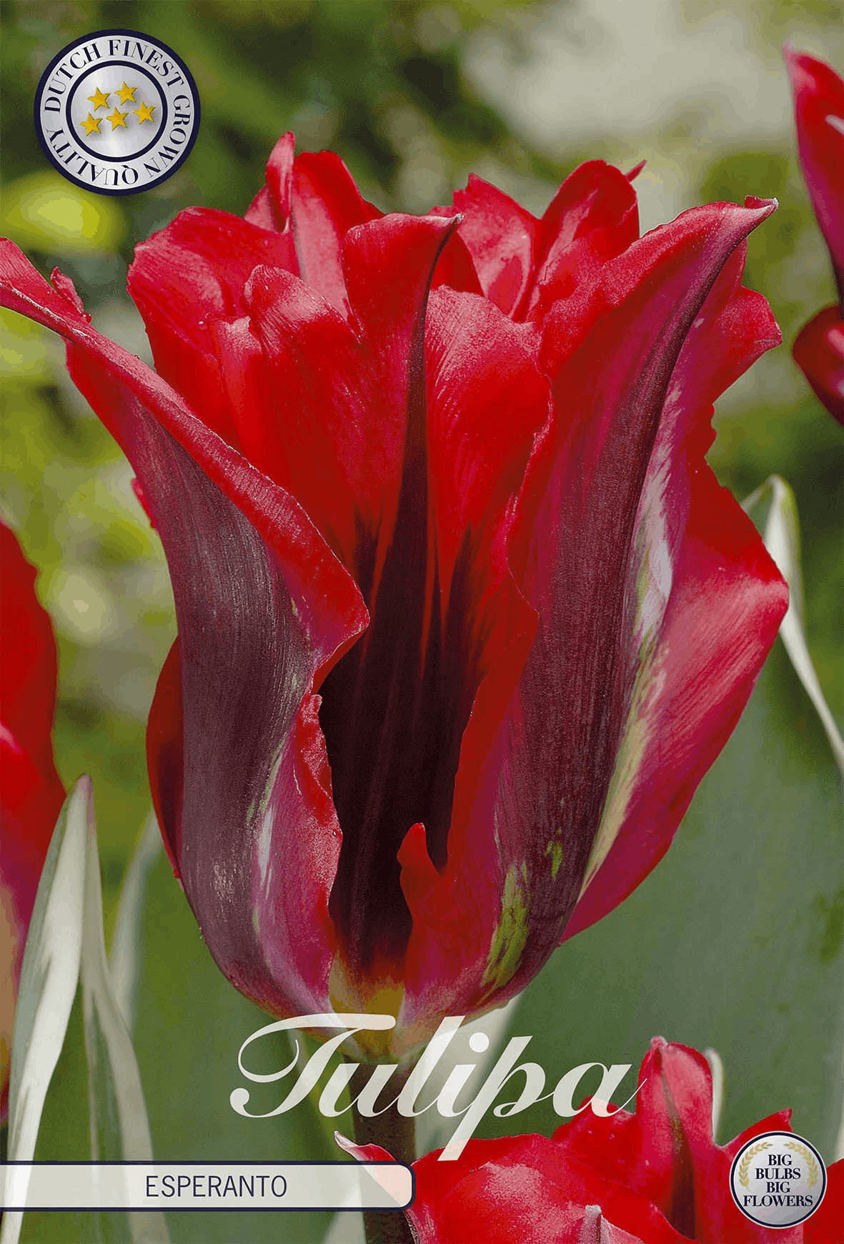 Tulp Esperanto