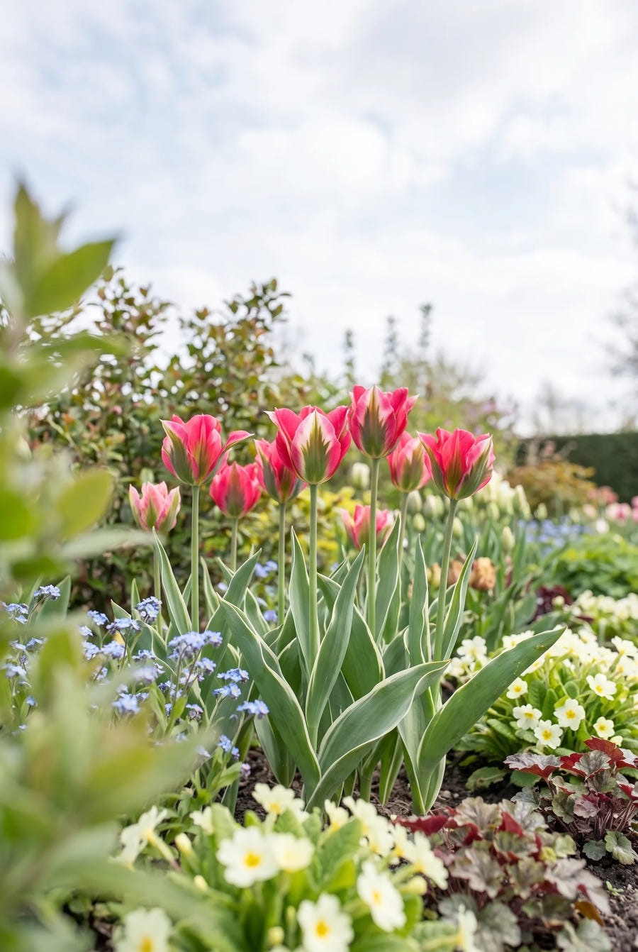 Tulipa Esperanto — in de border