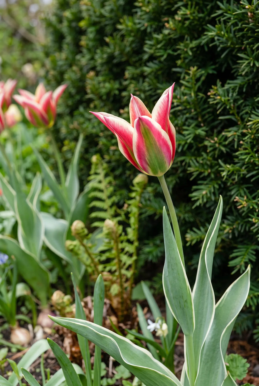 Tulipa Esperanto — close-up van de bloem