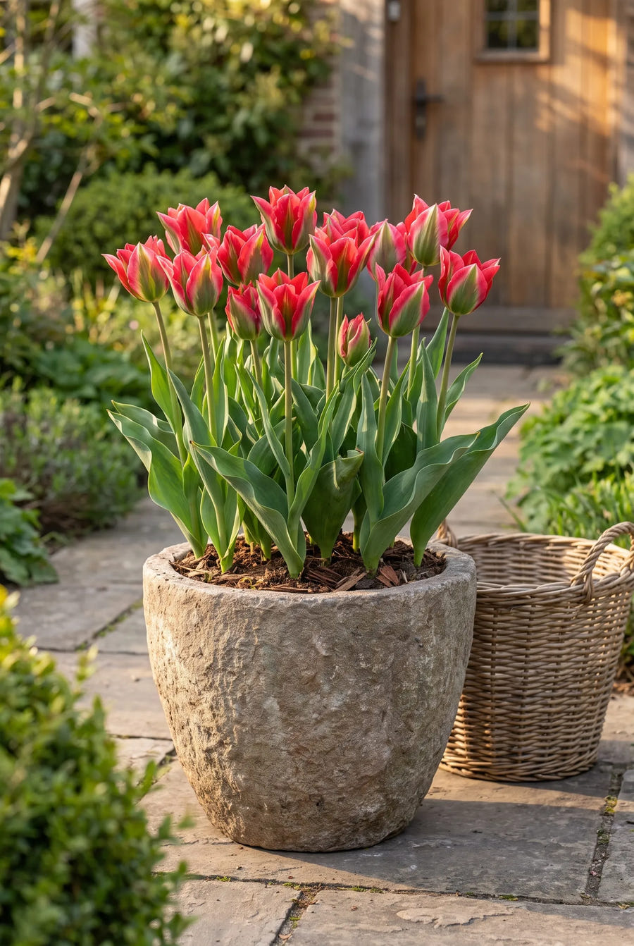 Tulipa Esperanto — in pot op terras