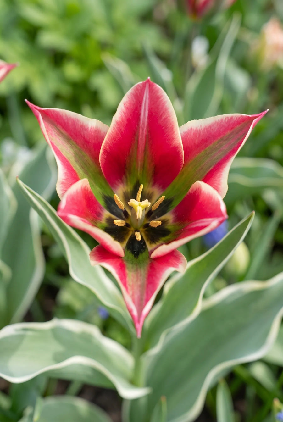 Tulipa Esperanto — hart van de bloem
