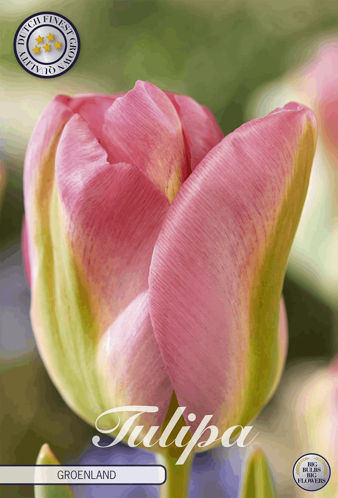 Tulpen Groenland