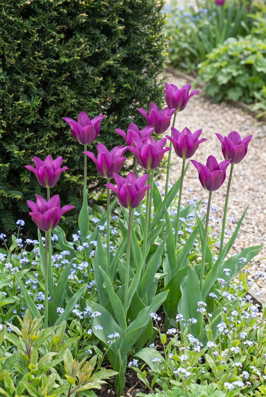 Tulipa Purple Doll — groep in de tuinborder