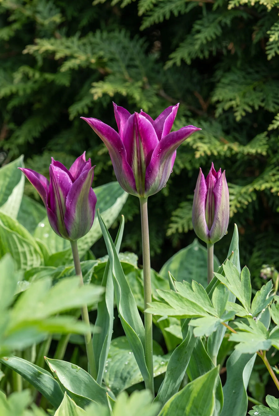 Tulipa Purple Doll — sfeerbeeld