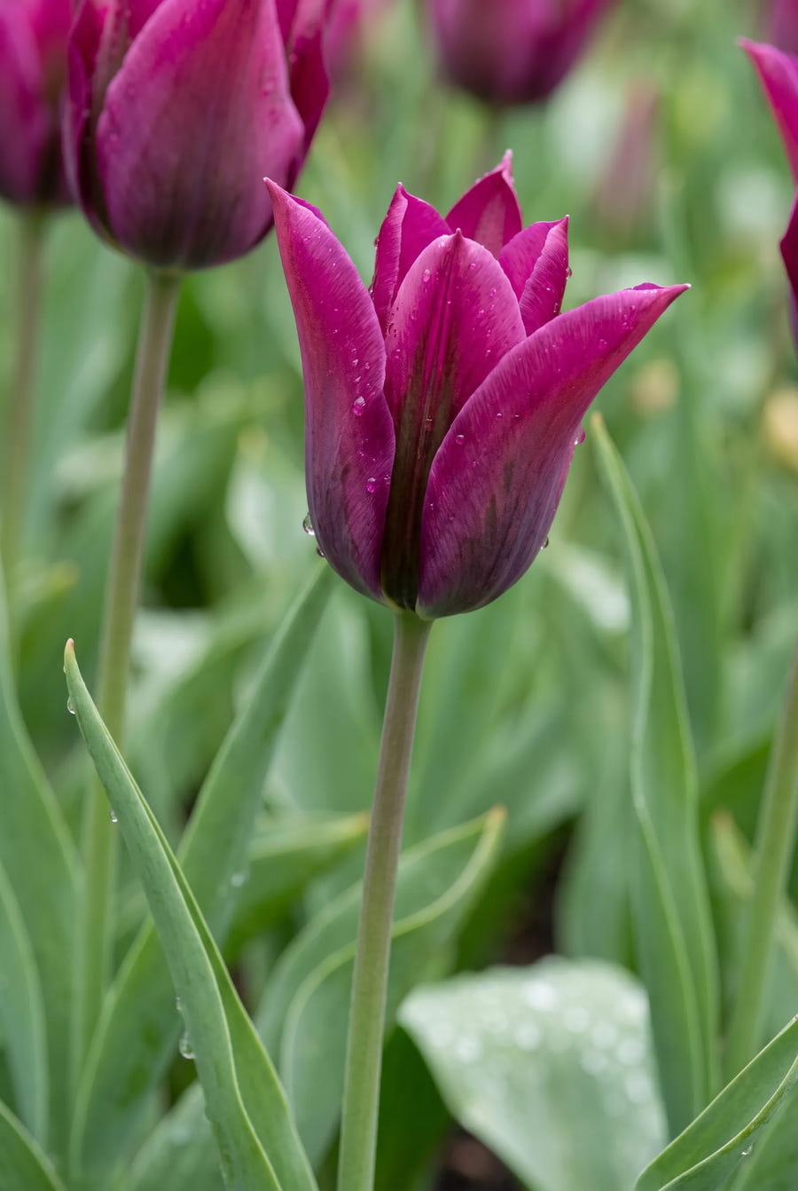 Tulipa Purple Doll — sfeerbeeld