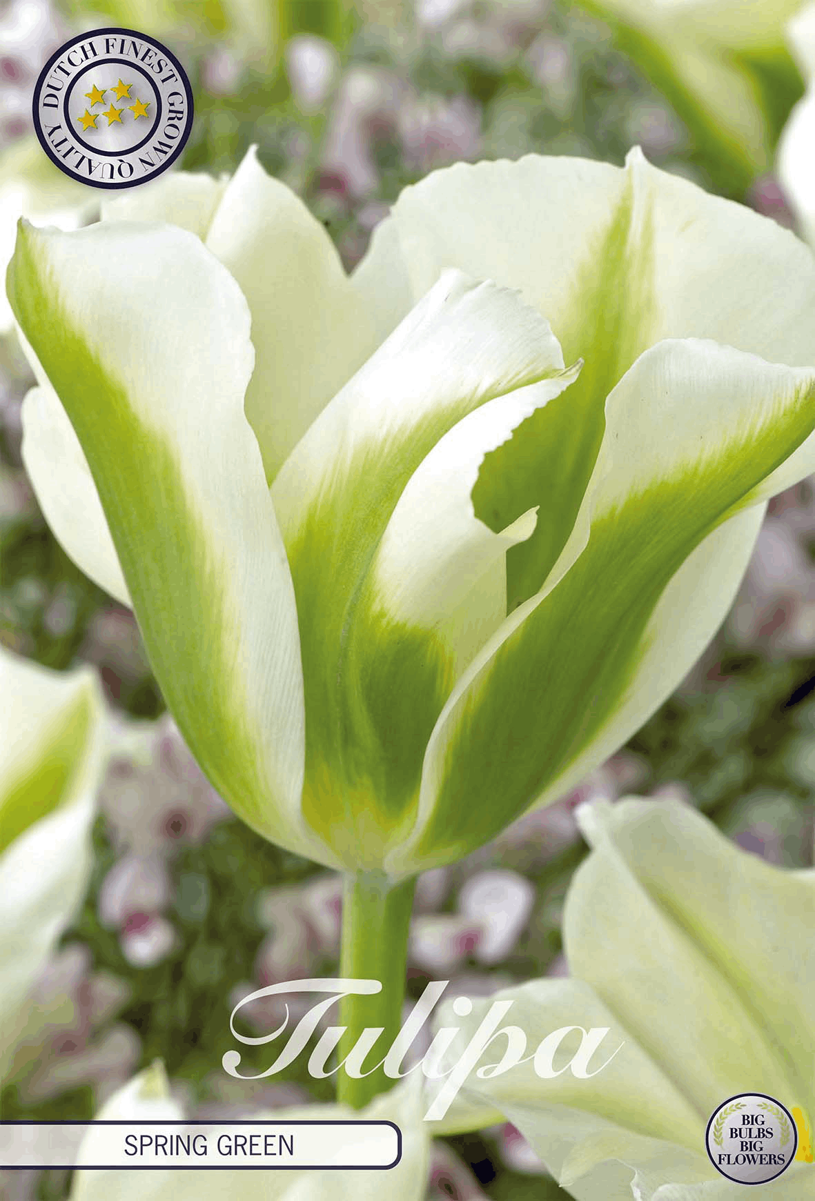 Tulp Lente Groen