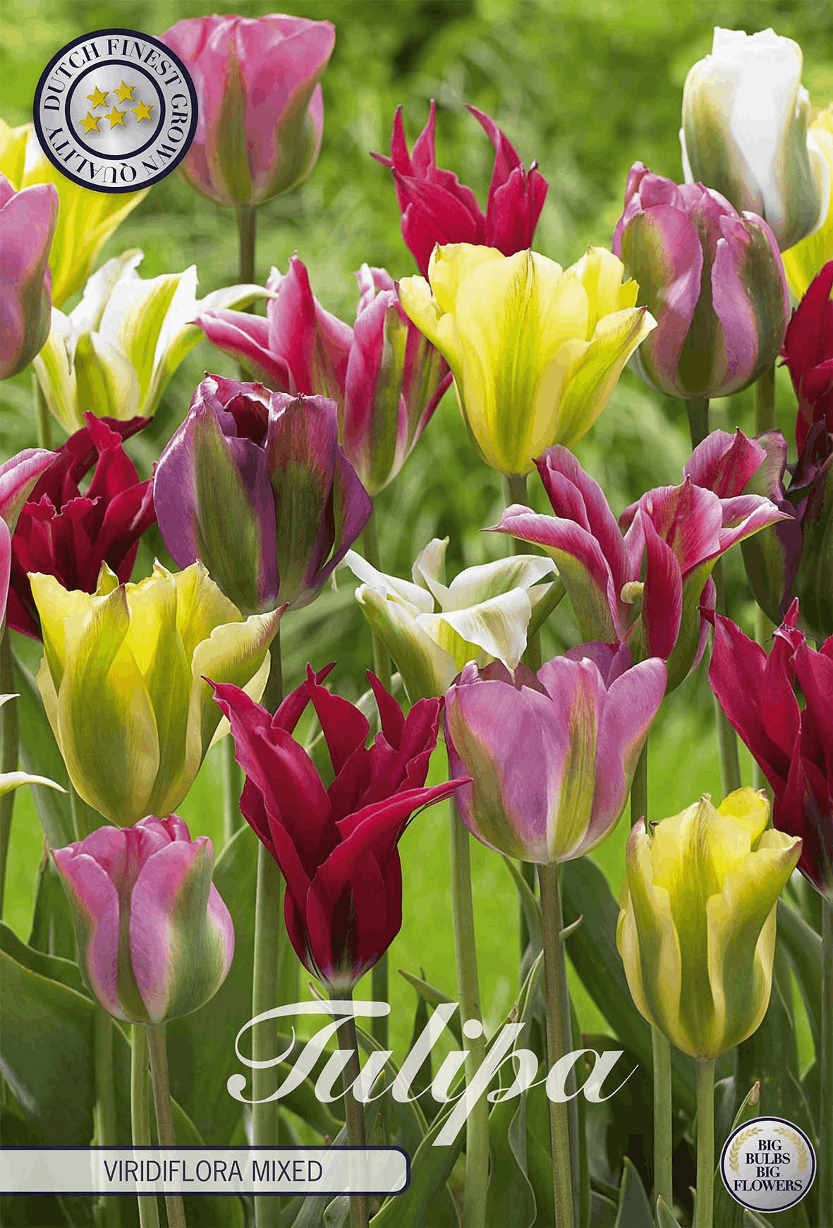 Tulpen Viridiflora Gemengd