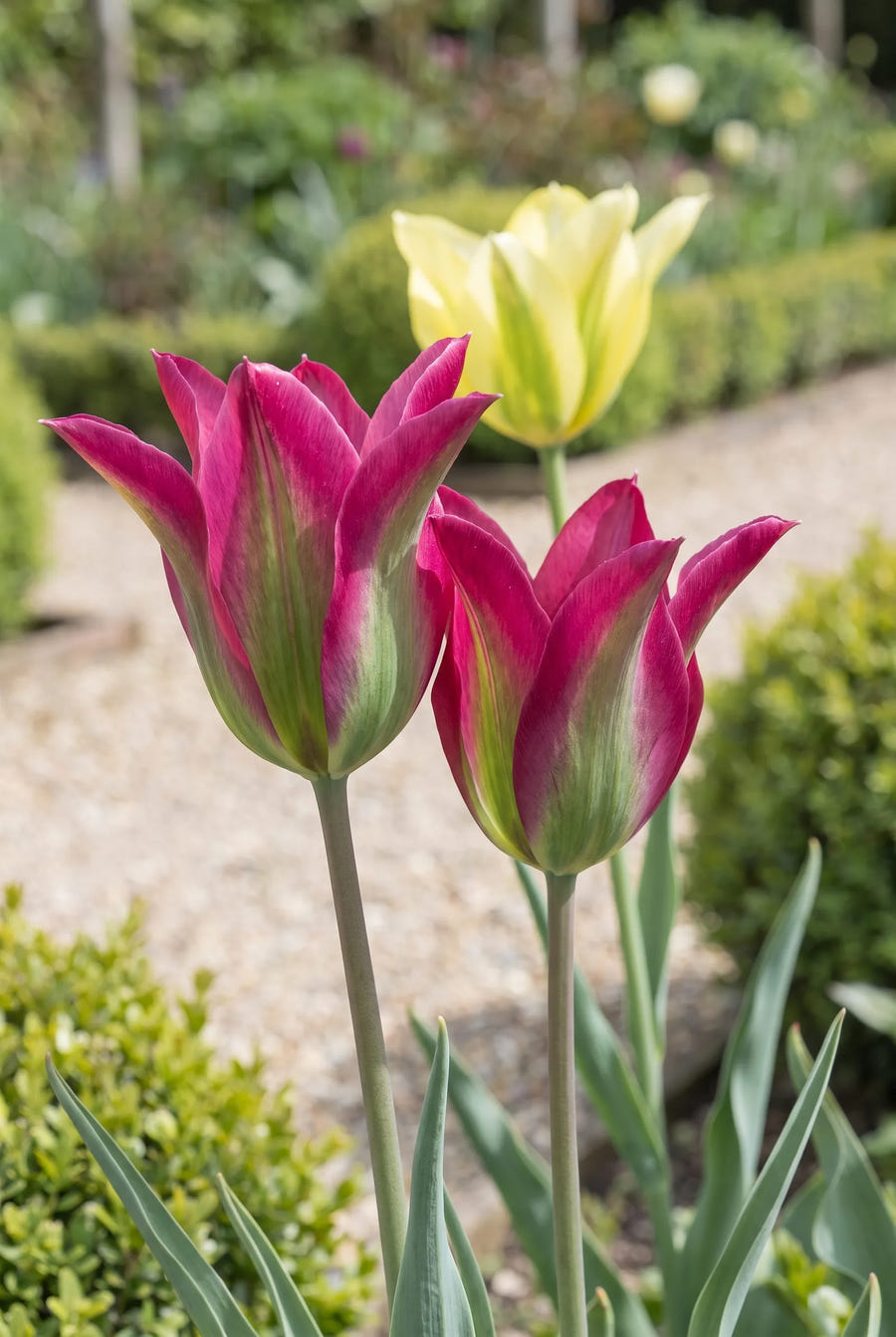 Tulipa Viridiflora Mixed — close-up van de bloem