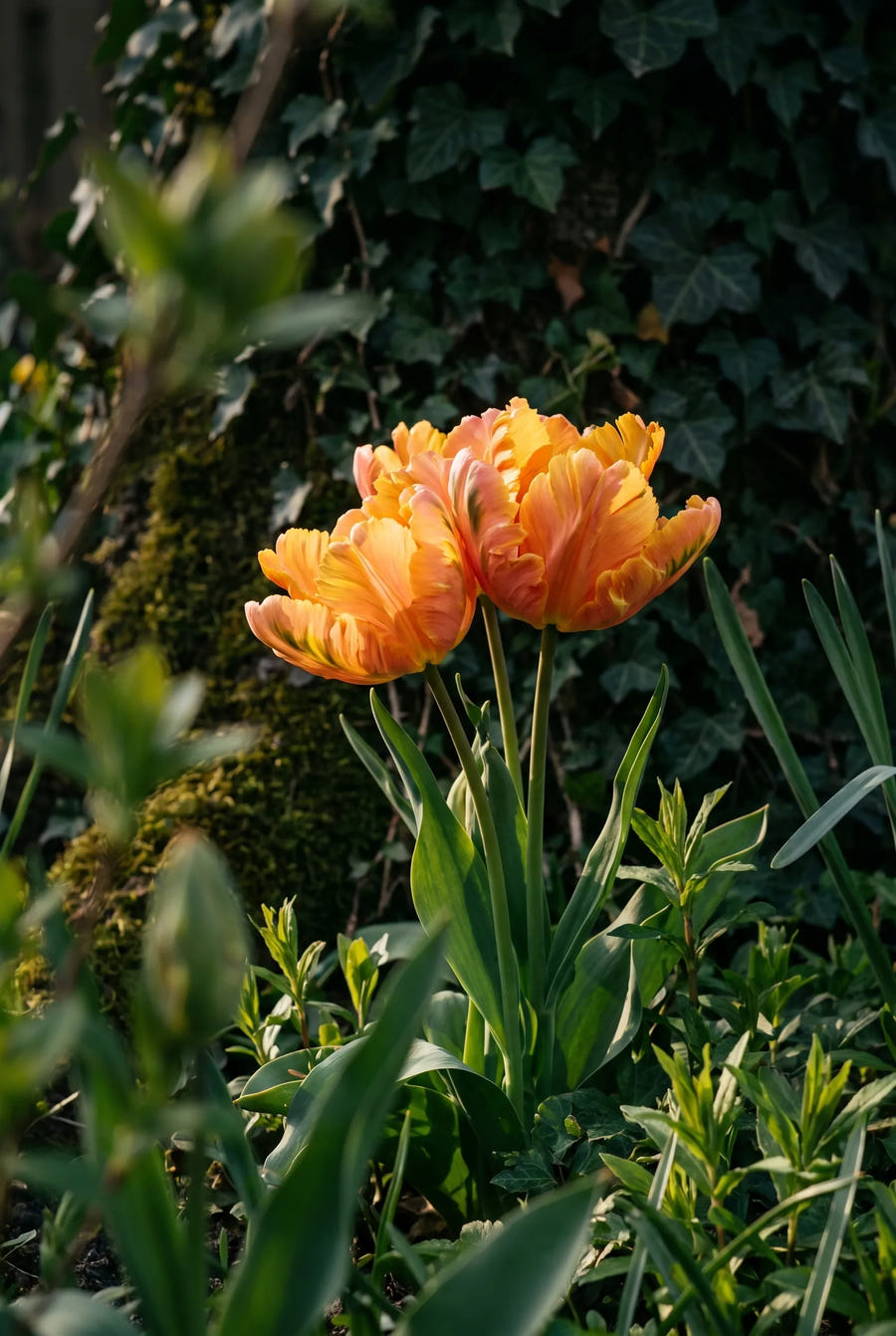 Tulipa Amazing Parrot — sfeerbeeld