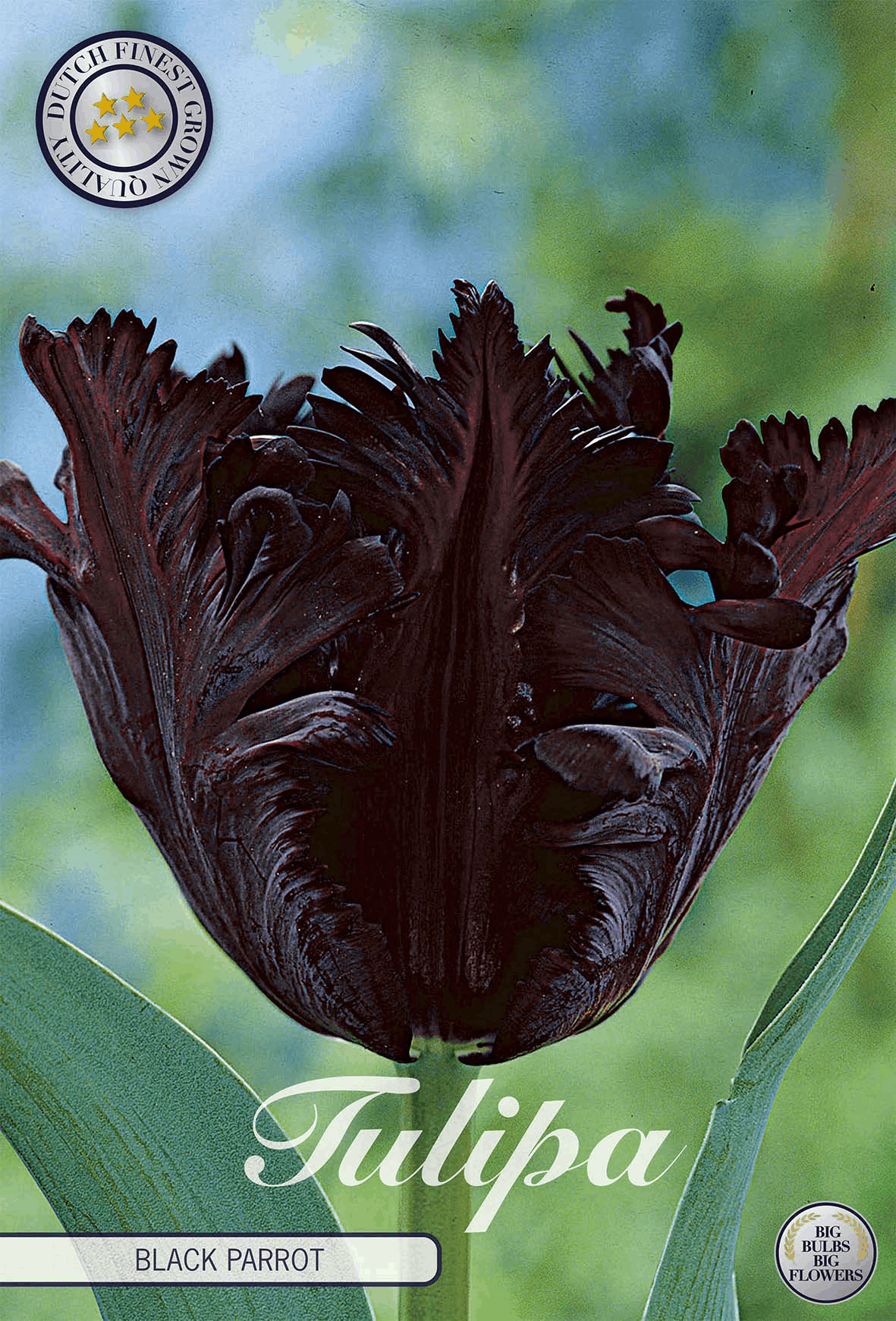 Tulipa zwarte papegaai