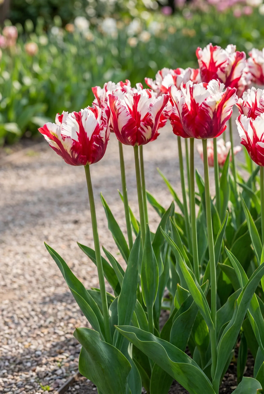 Tulipa Estella Rijnveld — in de border