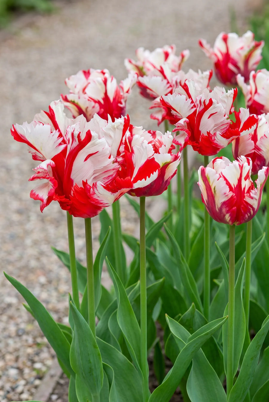 Tulipa Estella Rijnveld — groep in de tuinborder
