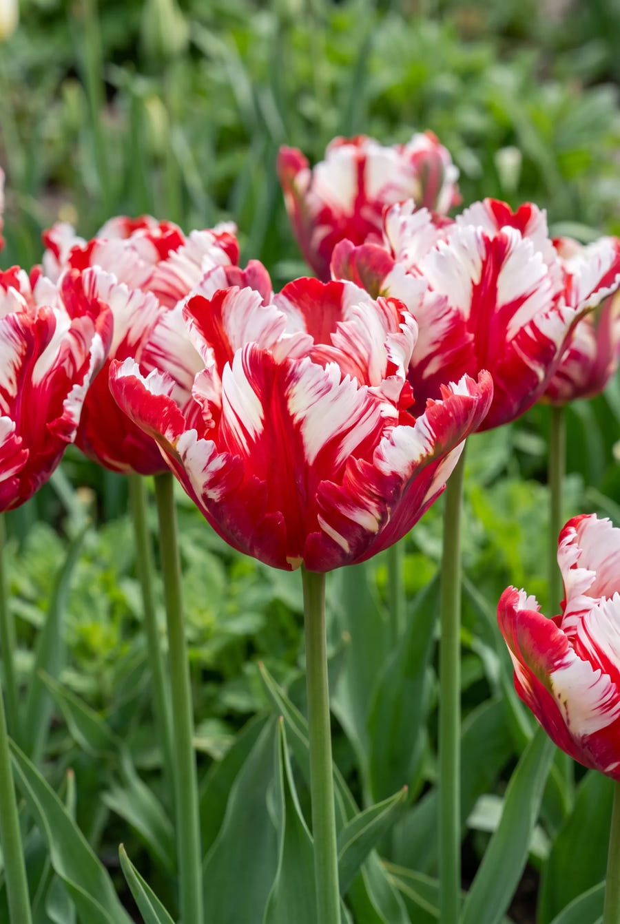 Tulipa Estella Rijnveld — sfeerbeeld