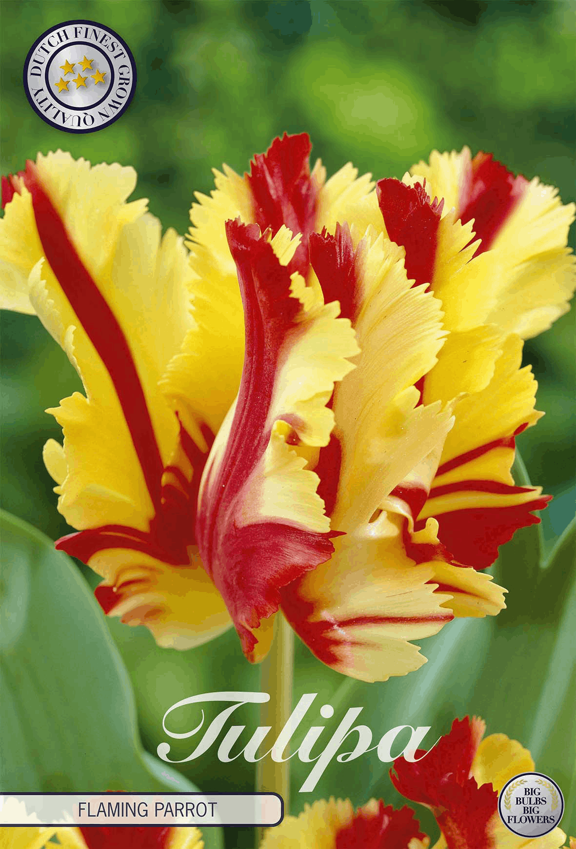 Tulipa Vlammende Papegaai