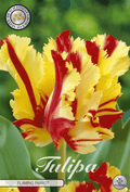 Tulipa Vlammende Papegaai