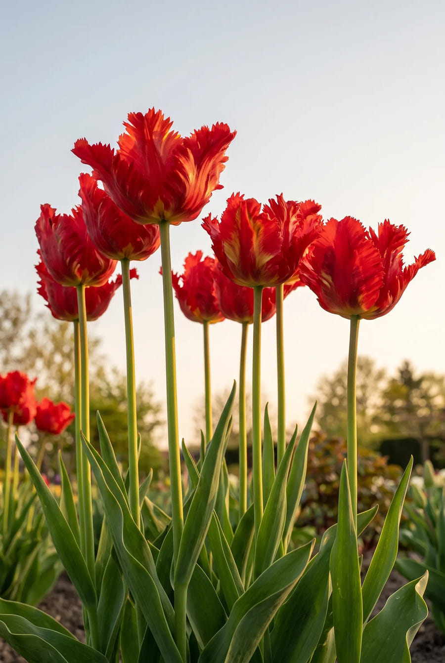 Tulipa Garden Fire — in de tuin